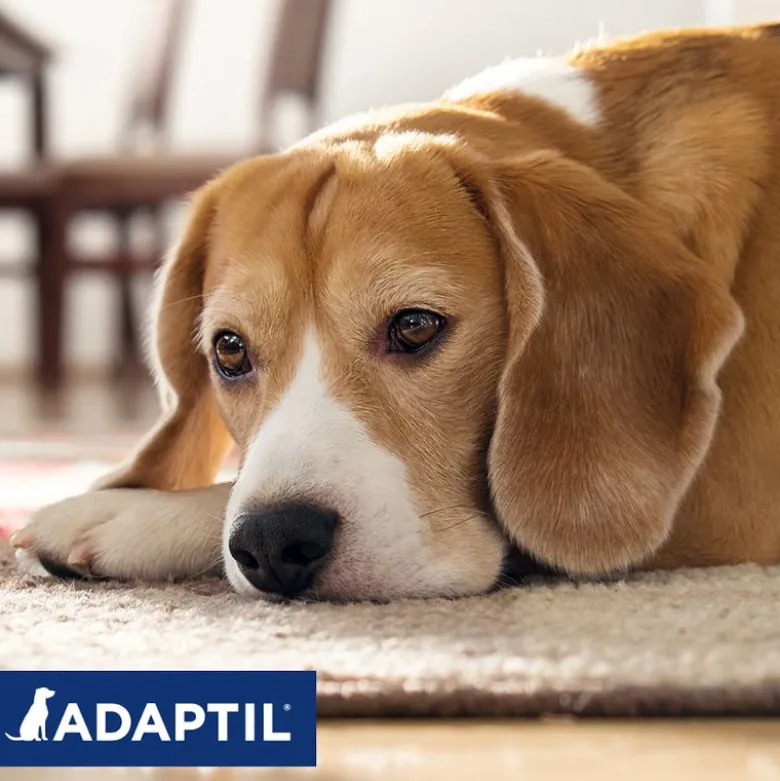Adaptil Beroligelseshalsbånd til Hunde