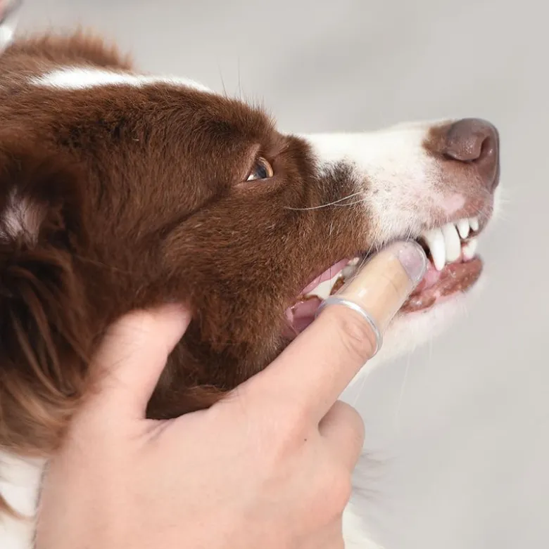 Arm & Hammer tandplejesæt til hunde