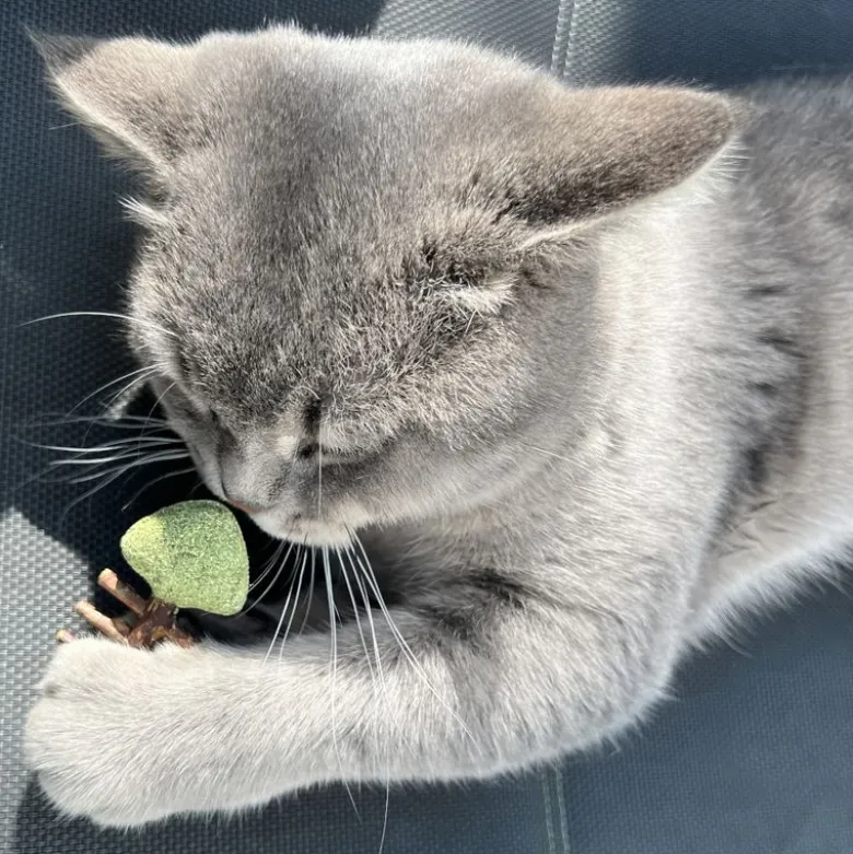 Aumüller fiskeben til katte