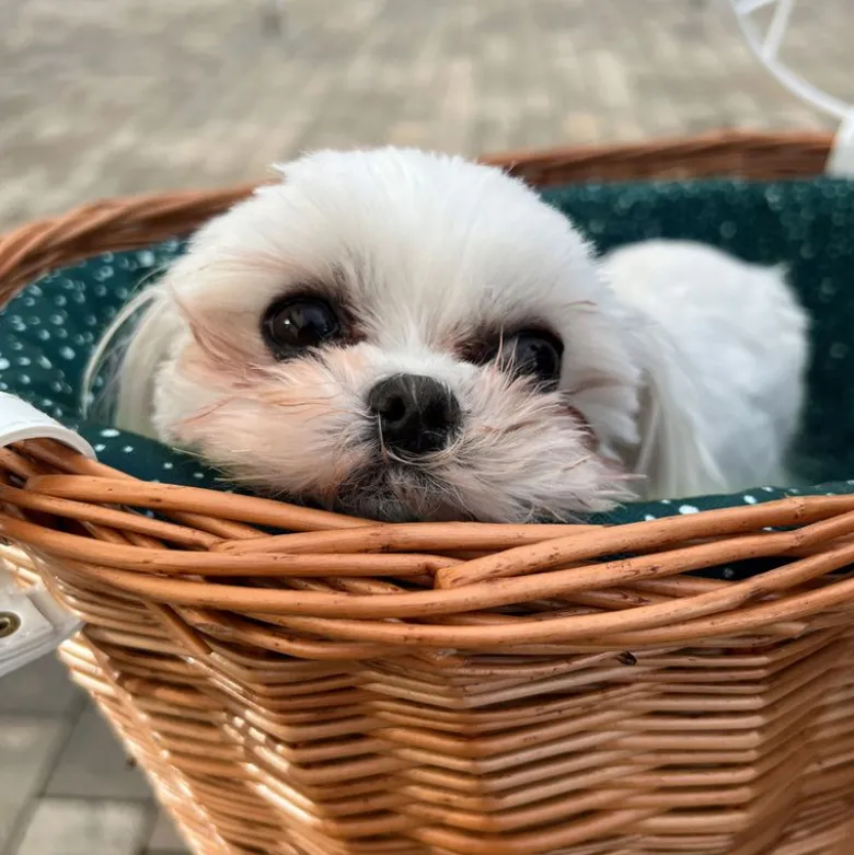 Aumüller hundecykelkurv til bagagebærer med beskyttelsesgitter