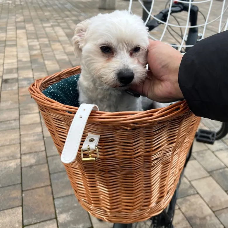 Aumüller hundecykelkurv til bagagebærer med beskyttelsesgitter