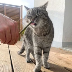 Aumüller Mikado sticks til katte