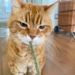 Aumüller Mikado sticks til katte