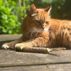 Aumüller mix-rulle til katte