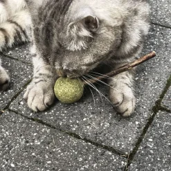 Aumüller Silver Vine Tandpleje-Lolli