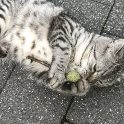 Aumüller Silver Vine Tandpleje-Lolli