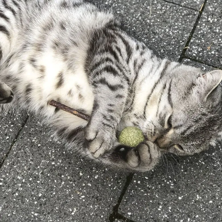 Aumüller Silver Vine Tandpleje-Lolli