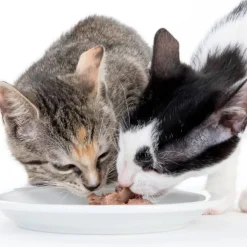 Blandet pakke: beaphar nyrediæt vådfoder 6 x 100 g