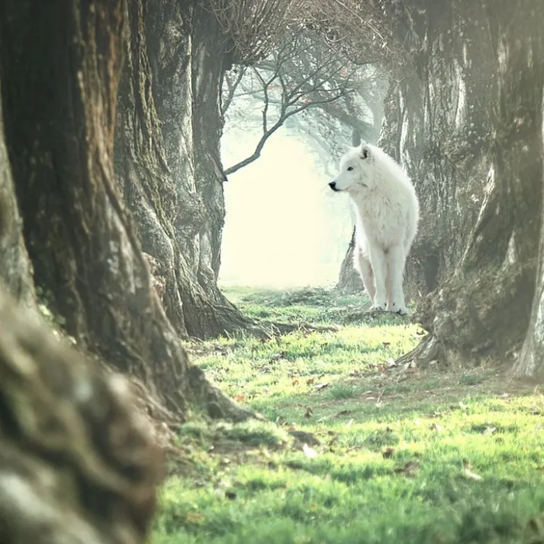 Blandet pakke - Wolf of Wilderness "Soft & Strong"