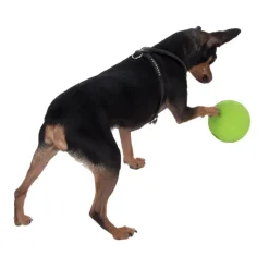 Boomer Snackball