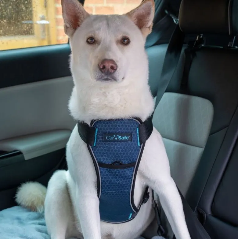 CarSafe crash-testet bilsele til hunde