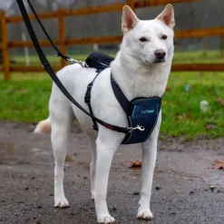 CarSafe crash-testet bilsele til hunde