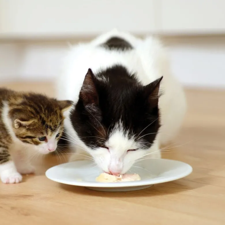 Catit Creamy Cups 4 x 25 g