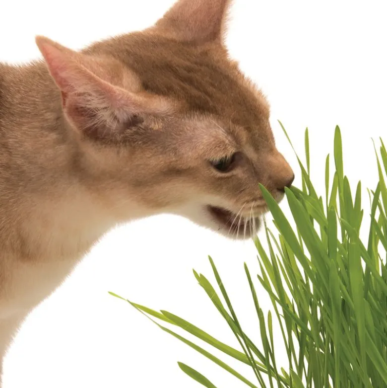 Catit Senses 2.0 græsgryde