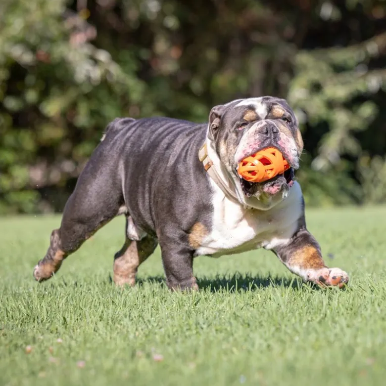 CHUCKIT! Air Fetch fodbold