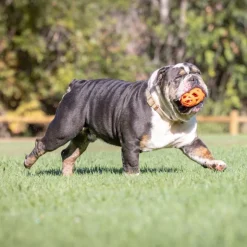 CHUCKIT! Air Fetch fodbold
