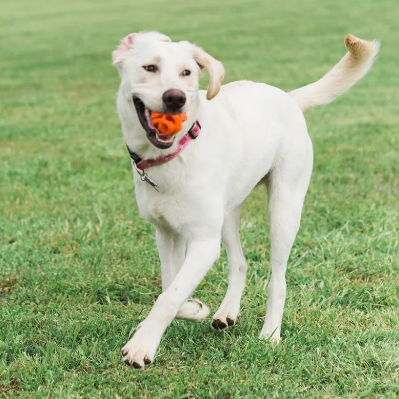 Chuckit! Breathe Right Fetch Ball
