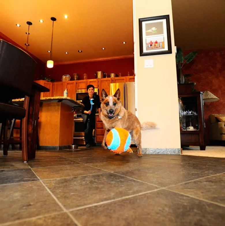 Chuckit! Indoor Ball