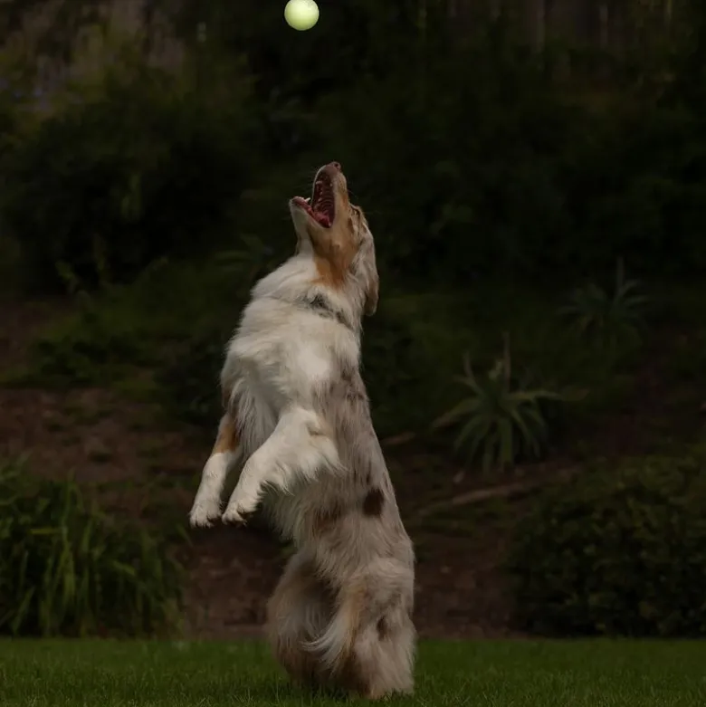 Chuckit! Max Glow Ball