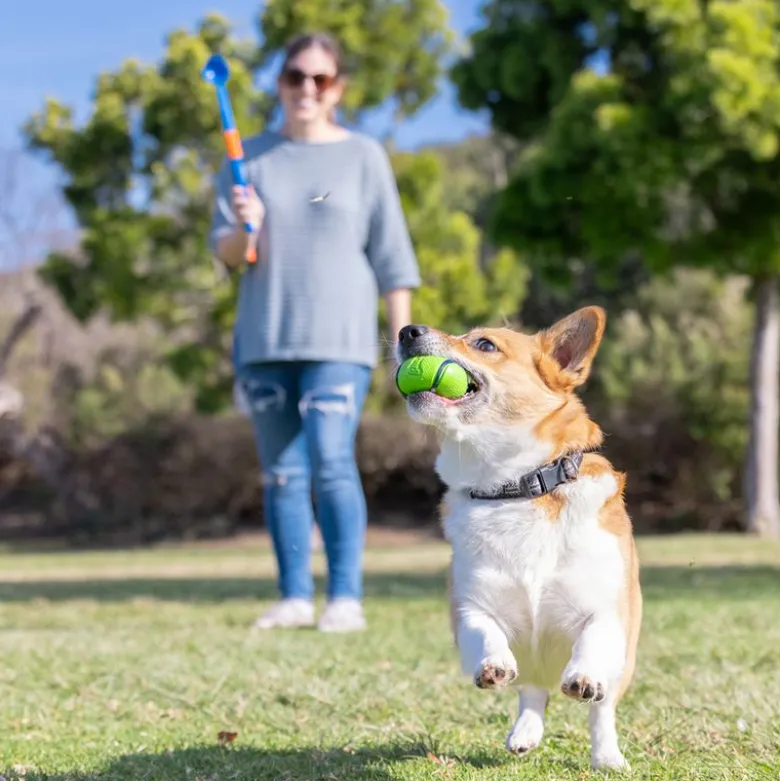 Chuckit! Sniff Fetch-bolde i beholder