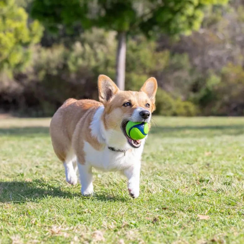 Chuckit! Sniff Fetch-bolde i beholder