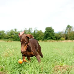 Chuckit! Ultra Ball