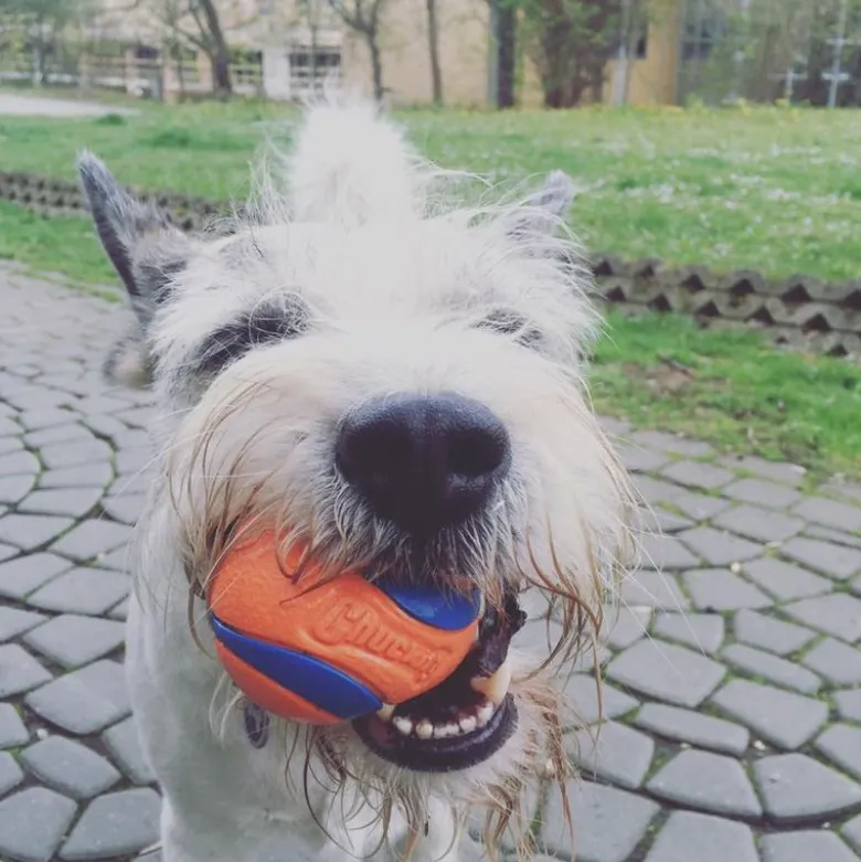 Chuckit! Ultra Ball