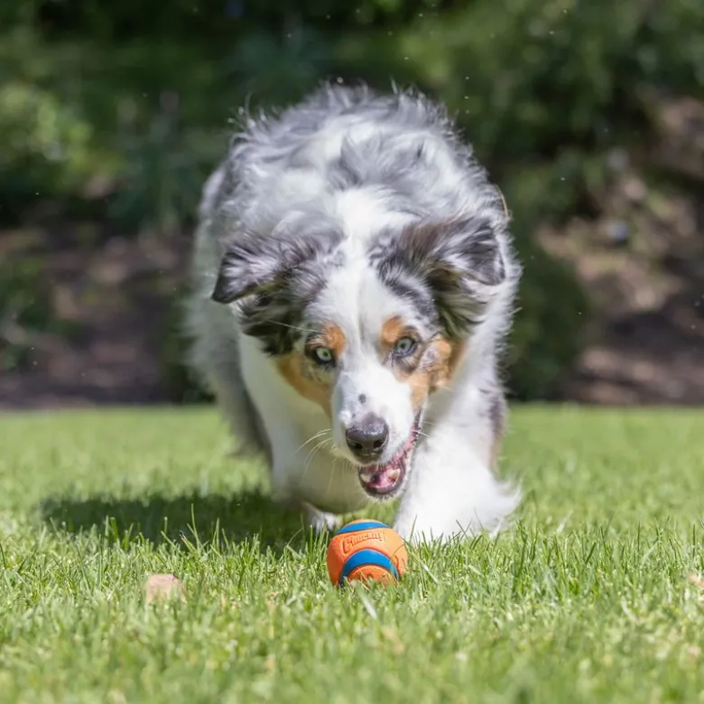 Chuckit! Ultra Ball