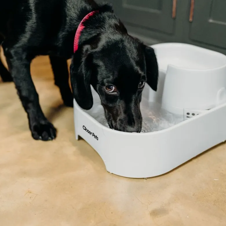 Closer Pets drikkefontæne, 6 liter