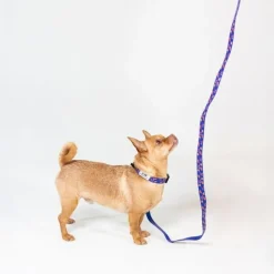 DC Superman hundesnor