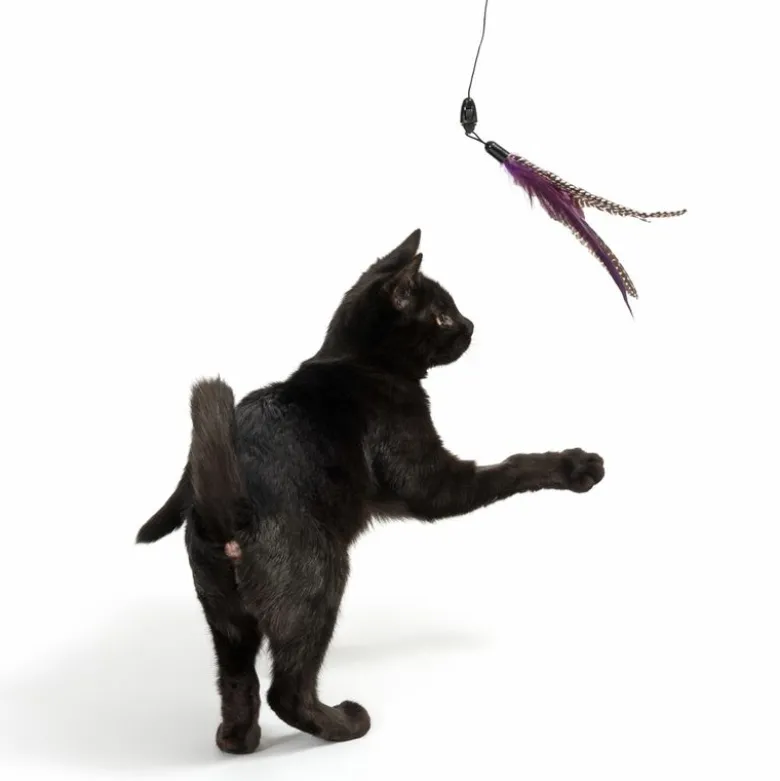 Drillepind Bird