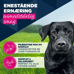 Eukanuba Adult Rig på okse med græskar
