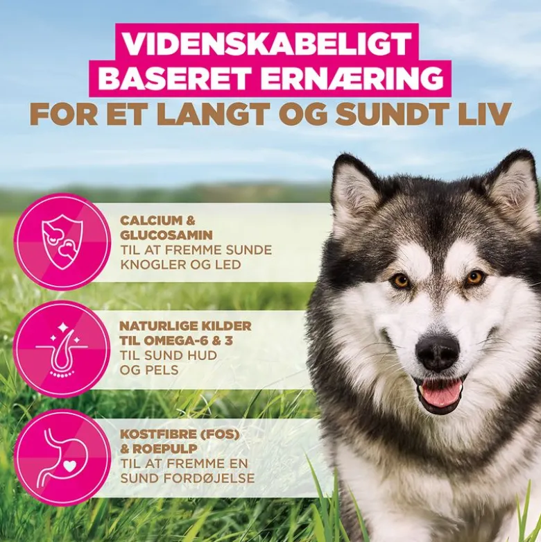 Eukanuba Grain Free Adult Large & Giant Breed Havfisk