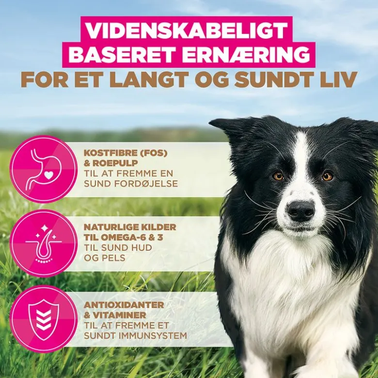 Eukanuba Grain Free Adult Small & Medium med kylling