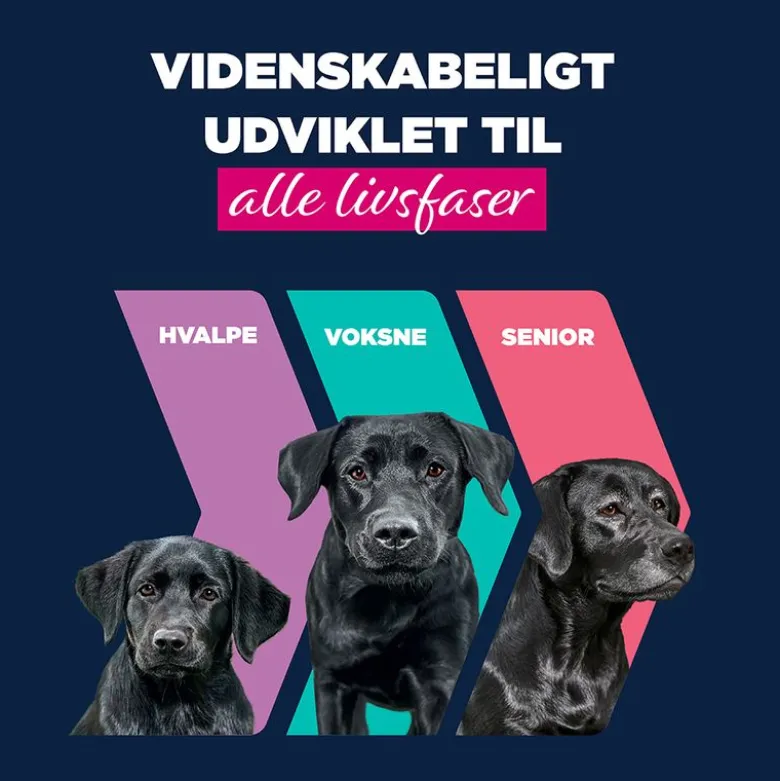 Eukanuba Senior Rig på okse med græskar