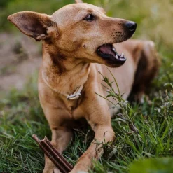 Green Petfood InsectDog Denties