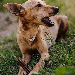 Green Petfood VeggieDog Denties