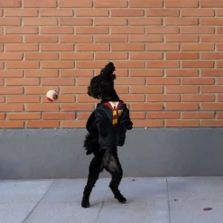 Harry Potter hundekostume
