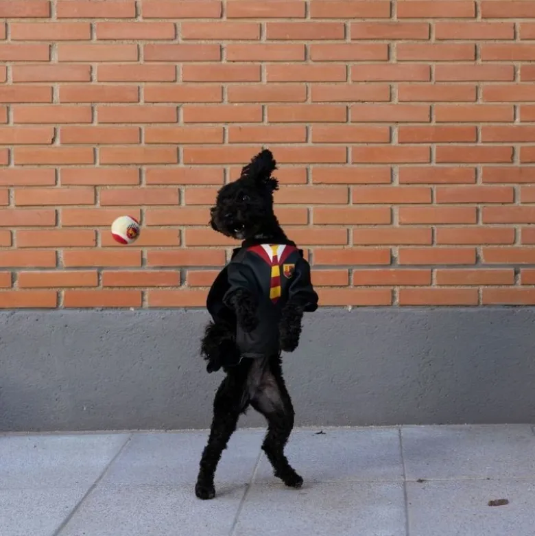 Harry Potter hundekostume