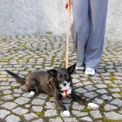 Harry Potter hundesnor Gryffindor