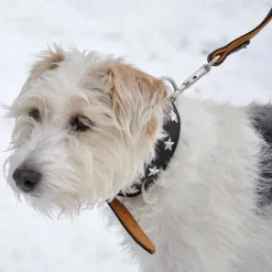 Heim Stars læderhalsbånd & hundesnor