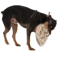 Hundelegetøj Dotti af plys