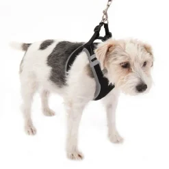 Hunde-softsele Feel Free