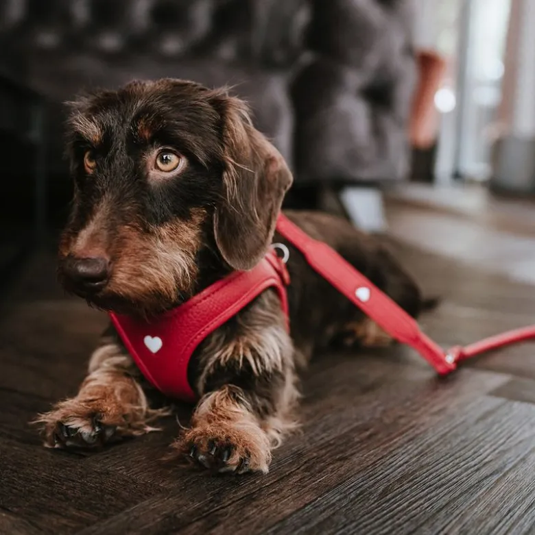 HUNTER justerbar hundesnor Round & Soft Love, rød