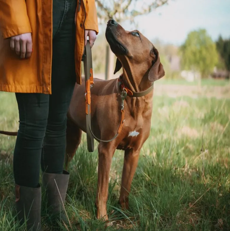 HUNTER-krave Wolmar BioThane® x læder, khaki/orange