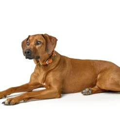 HUNTER-krave Wolmar BioThane® x læder, khaki/orange
