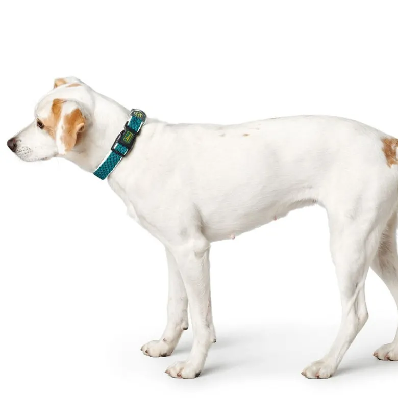 Hunter-sæt: Halsbånd Hilo Vario Basic & Justerbar hundesnor Hilo