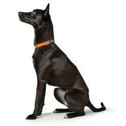 HUNTER Sæt: Halsbånd + hundesnor London, orange