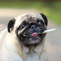 8in1 Pro Dental Twisted Sticks til små hunde kylling