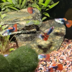 JBL ProNovo Guppy Grano S